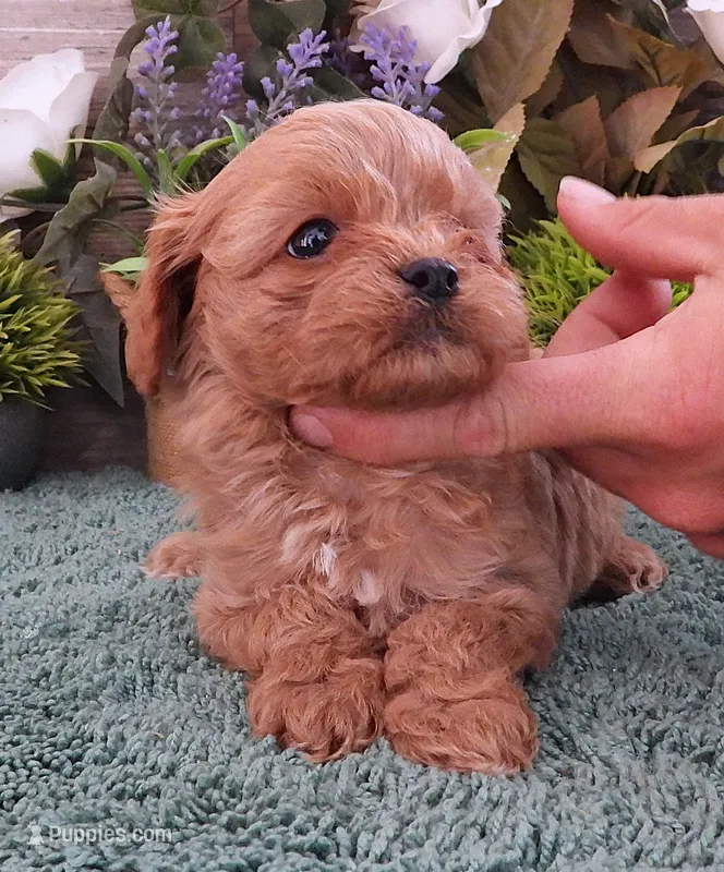 #1 Female (Ginger's) – Cavapoo puppy on hold in Paris, KY