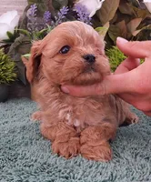 #1 Female (Ginger's), a female Cavapoo for sale in Paris, KY – 1 of 10