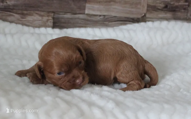 #2 Female (Tara) – Cavapoo puppy for sale in Paris, KY