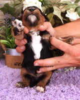 #6 Male (Autumn's), a male Cavapoo for sale in Paris, KY – 5 of 7