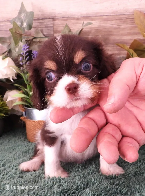 #1 Male (Tilley's) – Cavalier King Charles Spaniel puppy on hold in Paris, KY