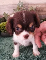 #1 Male (Tilley's), a male Cavalier King Charles Spaniel for sale in Paris, KY – Photo 3 of 3