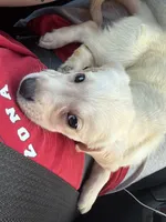 Kaia, a female Labrador Retriever for sale in Tucson, AZ – 2 of 5