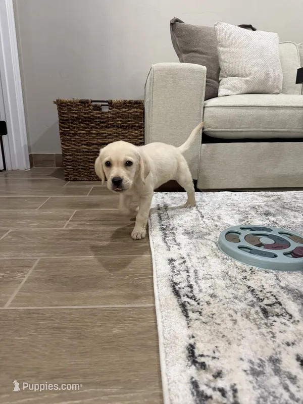 Kaia – Labrador Retriever puppy for sale in Tucson, AZ