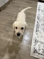Kaia, a female Labrador Retriever for sale in Tucson, AZ – 5 of 5