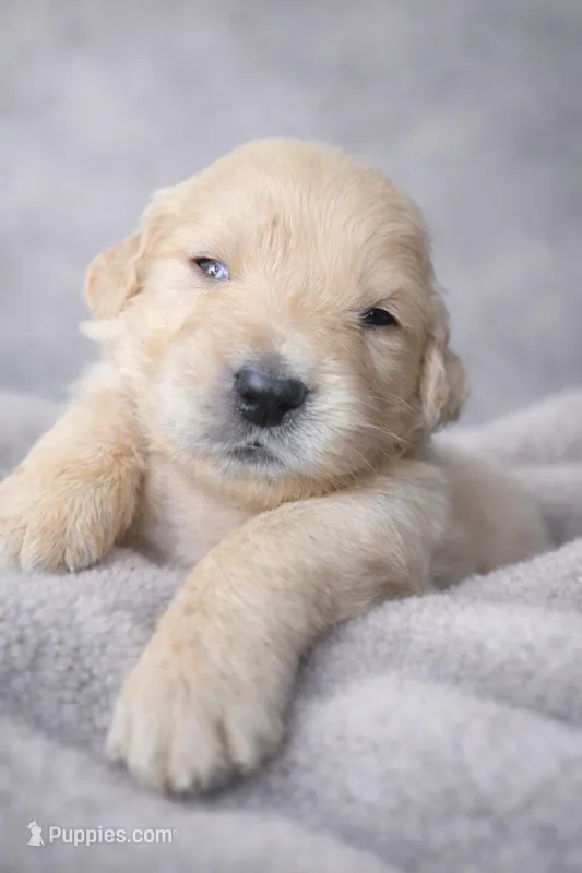 Nova Female  – Golden Retriever puppy for sale in Forest Lake, MN