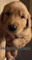 Halley Female , a male Golden Retriever for sale in Forest Lake, MN – 1 of 1