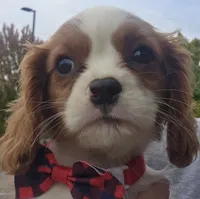 Clovers Red boy, a male Cavalier King Charles Spaniel for sale in Forest Lake, MN – 1 of 3