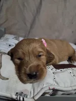 Ms Blue, a female Golden Retriever for sale in Forest Lake, MN – Photo 2 of 2