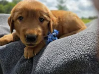 Ms Blue, a female Golden Retriever for sale in Forest Lake, MN – Photo 1 of 2
