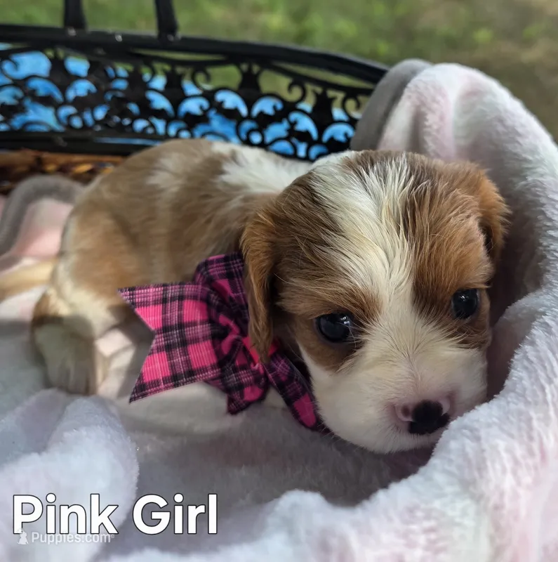 Clovers pink girl – Cavalier King Charles Spaniel puppy for sale in Forest Lake, MN