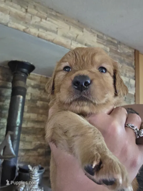 Aurora's 4th pick female  – Golden Retriever puppy for sale in Forest Lake, MN