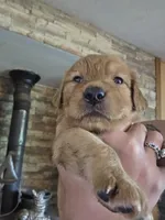 Aurora's 4th pick female , a female Golden Retriever for sale in Forest Lake, MN – 1 of 1
