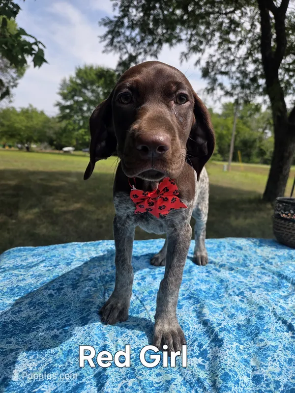 Lyra Red Girl – German Shorthaired Pointer puppy for sale in Forest Lake, MN