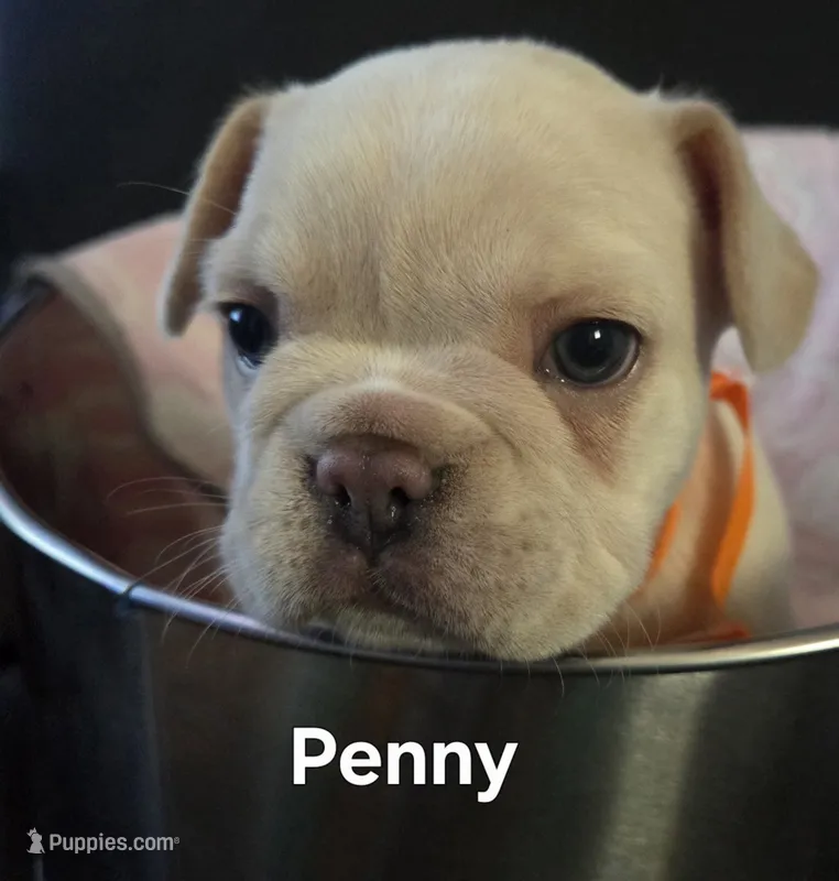 Penny – French Bulldog puppy for sale in Forest Lake, MN
