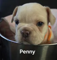Penny, a female French Bulldog for sale in Forest Lake, MN – 4 of 6