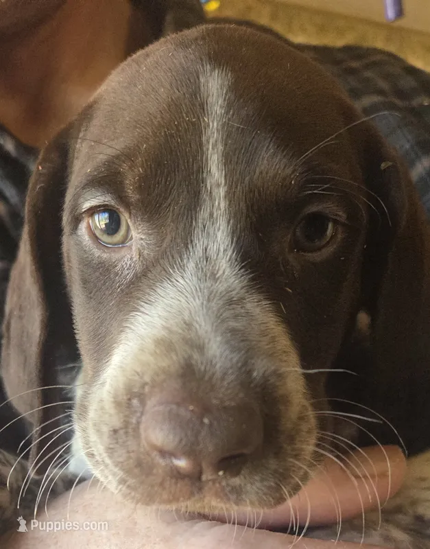 Male Vega – German Shorthaired Pointer puppy for sale in Forest Lake, MN