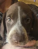 Male Vega, a male German Shorthaired Pointer for sale in Forest Lake, MN – 1 of 1
