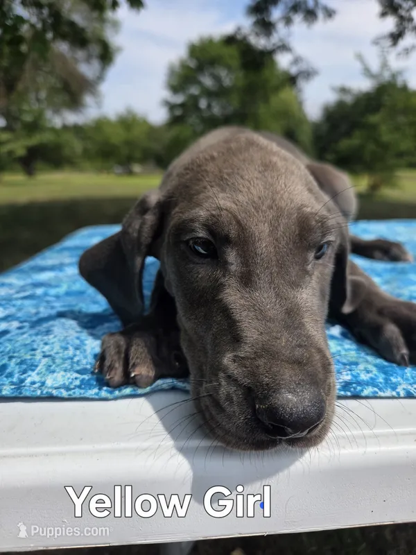 Galaxy Green Girl – Great Dane puppy for sale in Forest Lake, MN