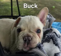 Buck, a male French Bulldog for sale in Forest Lake, MN – 3 of 4