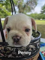Penny, a female French Bulldog for sale in Forest Lake, MN – 2 of 6