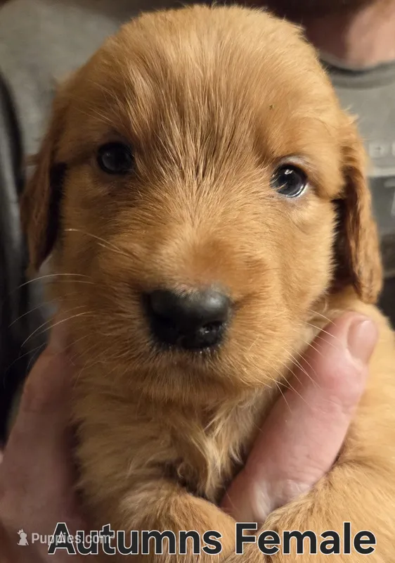 Autumn female – Golden Retriever puppy for sale in Forest Lake, MN