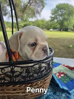 Penny, a female French Bulldog for sale in Forest Lake, MN – 3 of 6