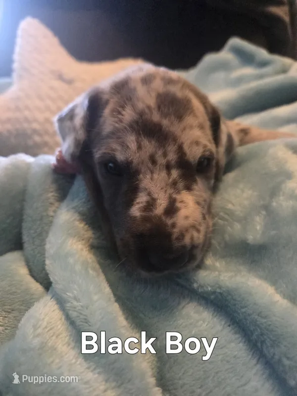 Galaxy Black Collar Boy – Great Dane puppy for sale in Forest Lake, MN