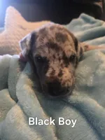 Galaxy Black Collar Boy, a male Great Dane for sale in Forest Lake, MN – 1 of 1