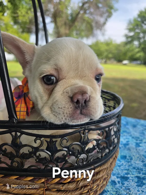 Penny – French Bulldog puppy for sale in Forest Lake, MN