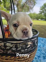 Penny, a female French Bulldog for sale in Forest Lake, MN – 1 of 6