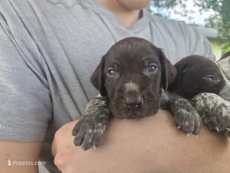 Vega Male – German Shorthaired Pointer puppy for sale in Forest Lake, MN