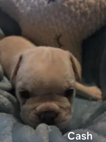 Cash, a male French Bulldog for sale in Forest Lake, MN – 3 of 3