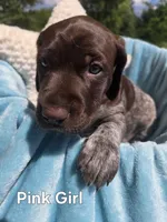 Lyra Pink Female , a female German Shorthaired Pointer for sale in Forest Lake, MN – 4 of 4