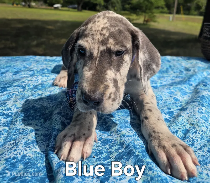 Galaxy Blue Boy – Great Dane puppy for sale in Forest Lake, MN