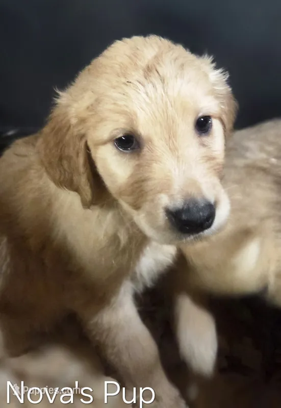 Nova 2nd pick male – Golden Retriever puppy for sale in Forest Lake, MN