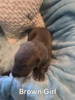 Galaxy Brown Girl , a female Great Dane for sale in Forest Lake, MN – 2 of 2
