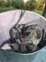 Galaxy Purple Girl, a female Great Dane for sale in Forest Lake, MN – 2 of 5