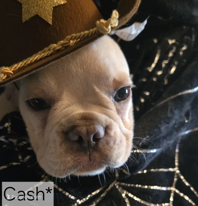 Cash the Sheriff – French Bulldog puppy for sale in Forest Lake, MN