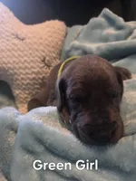  Galaxy Green Girl , a female Great Dane for sale in Forest Lake, MN – 3 of 3