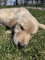 Nova's little boy, a male Golden Retriever for sale in Forest Lake, MN – Photo 2 of 2