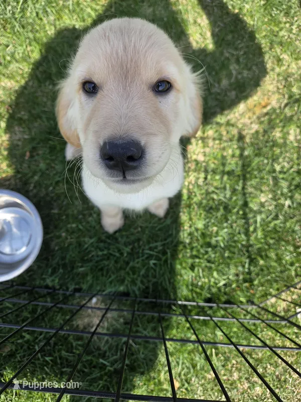 Nova's little boy, a male Golden Retriever for sale in Forest Lake, MN – Photo 1 of 2