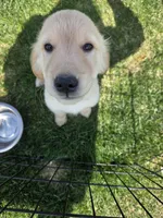 Nova's little boy, a male Golden Retriever for sale in Forest Lake, MN – Photo 1 of 2