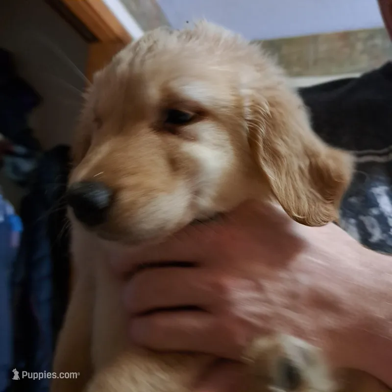 Auroras Male, a male Golden Retriever for sale in Forest Lake, MN – Photo 1 of 2