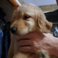 Auroras Male, a male Golden Retriever for sale in Forest Lake, MN – Photo 1 of 2