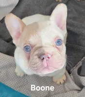 Boone, a male French Bulldog for sale in Forest Lake, MN – Photo 2 of 2