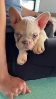 Boone, a male French Bulldog for sale in Forest Lake, MN – Photo 1 of 2