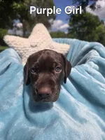 Lyra Purple Girl , a female German Shorthaired Pointer for sale in Forest Lake, MN – 1 of 4