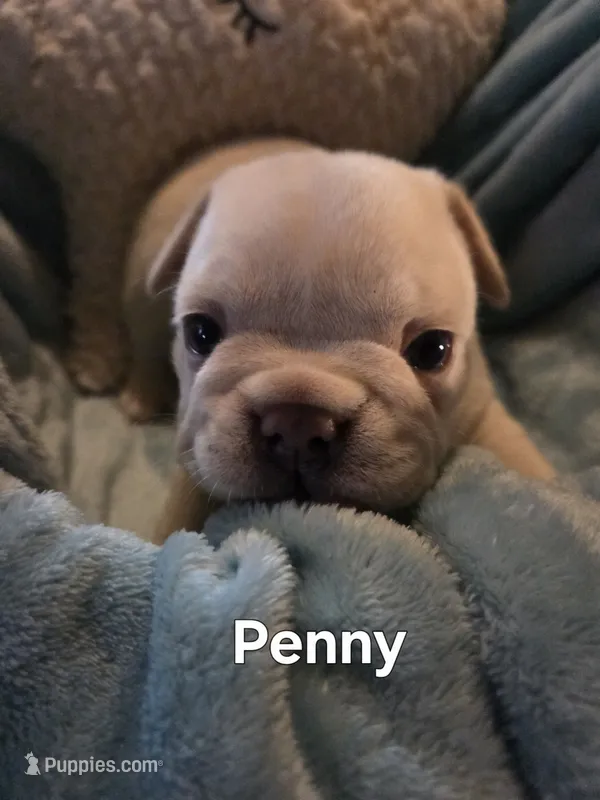 Penny – French Bulldog puppy for sale in Forest Lake, MN