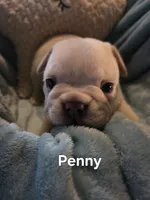 Penny, a female French Bulldog for sale in Forest Lake, MN – 1 of 3